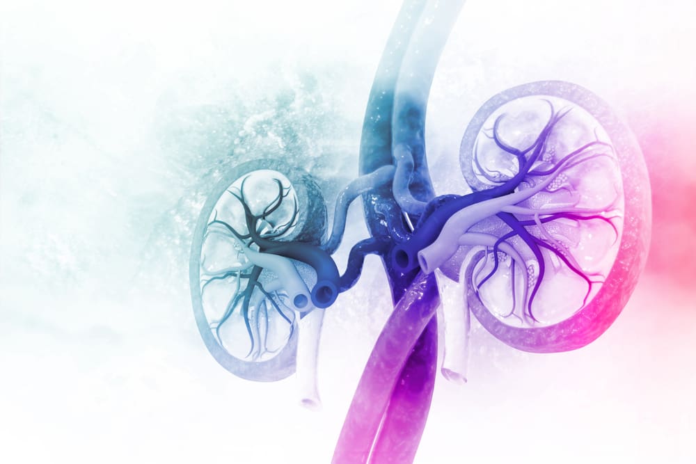 Human,Kidney,Cross,Section.,3d,Illustration