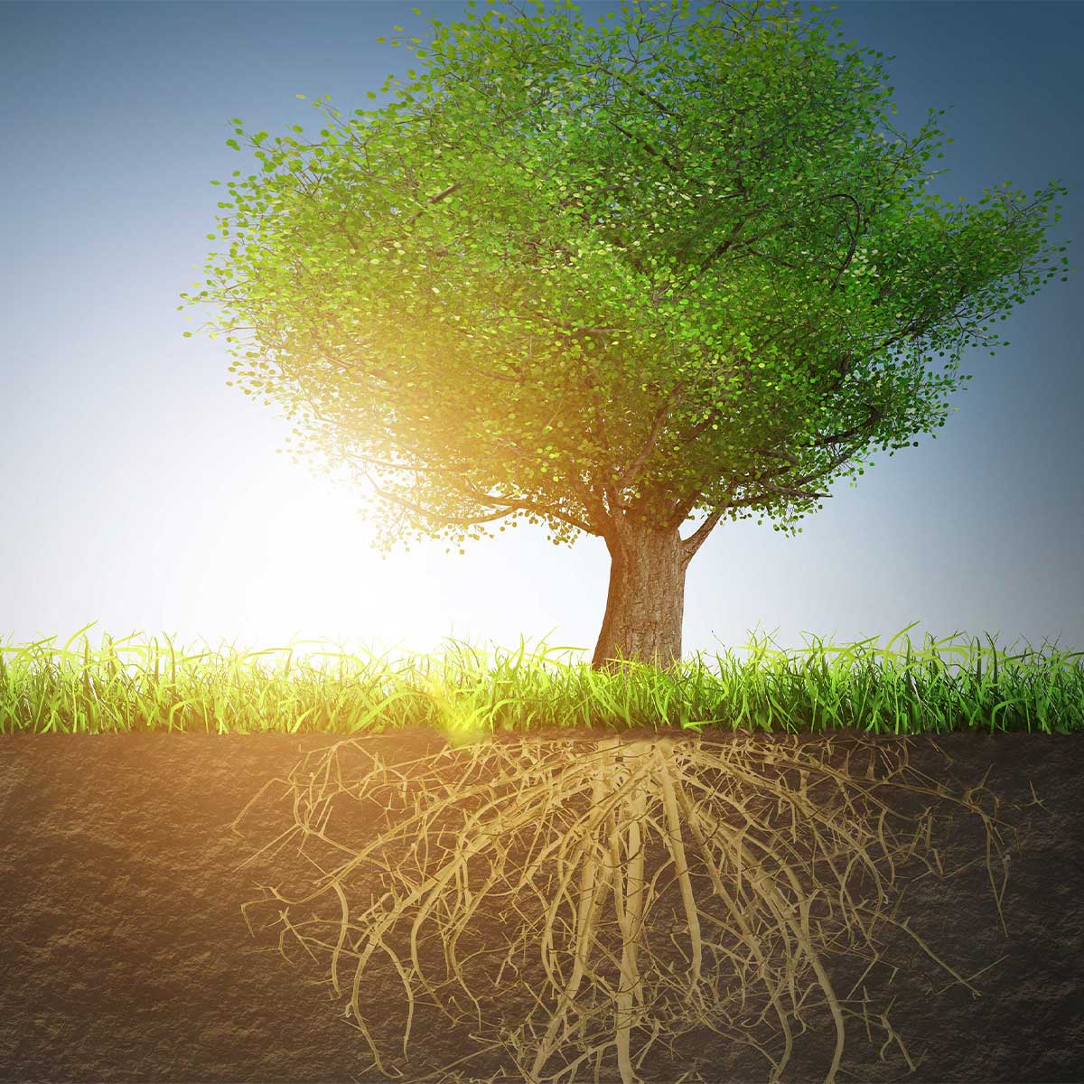 tree-square